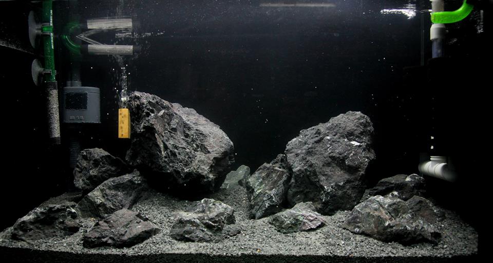 lava rock shrimp tank