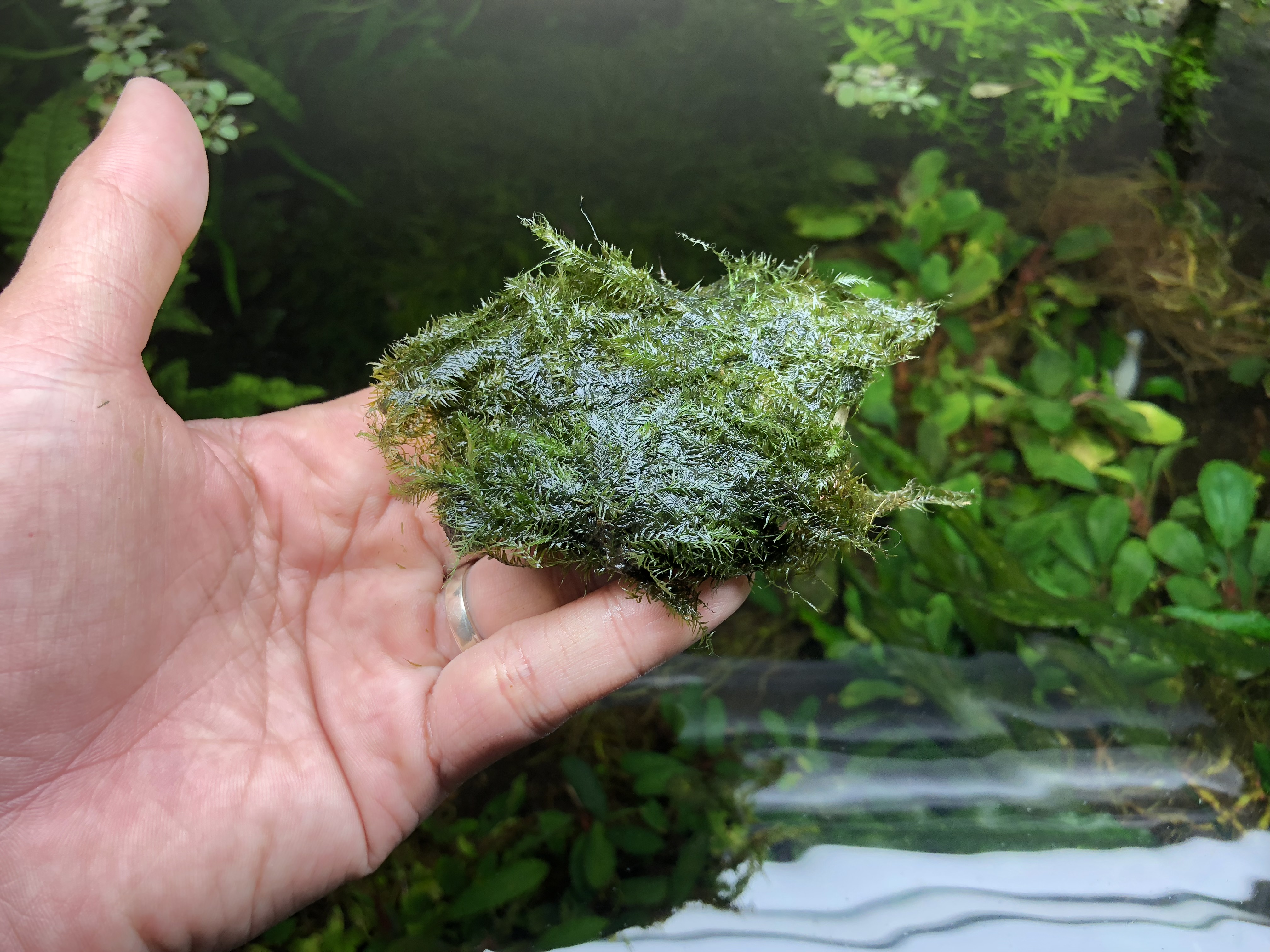 Java Moss | Java Moss for Sale | Live Aquarium Moss on Mesh