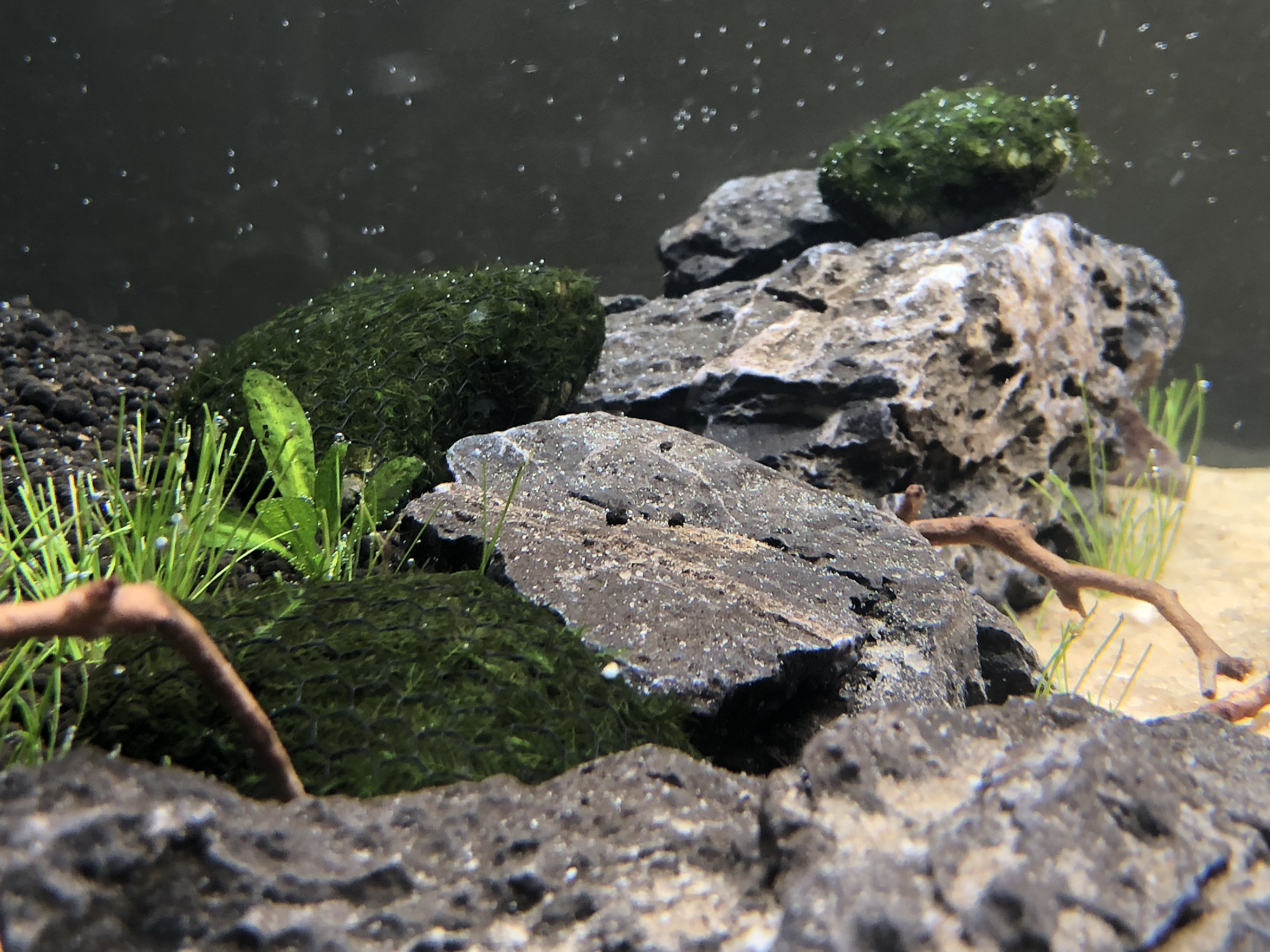 Can moss balls live in a small creek? : r/Moss